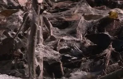 Як і коли відкривати троянди після зими догляд навесні, відео! (Догляд) Як і коли відкривати троянди після зими догляд навесні, відео!