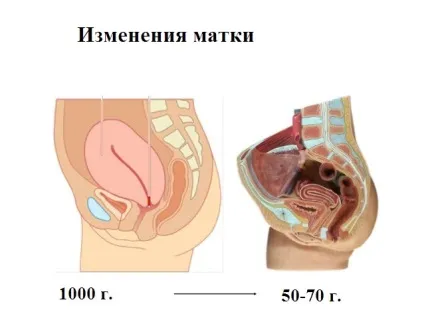 Як довго скорочується матка після пологів (матка) Як довго скорочується матка після пологів