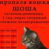 Новокаїн - домашні тварини