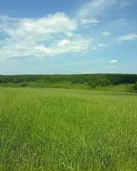 Незатребувані земельні паї (незатребуваних земельних часток) Незатребувані земельні паї