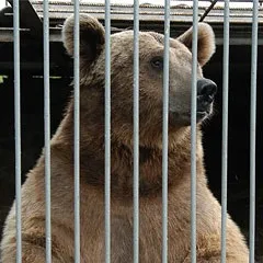 Новонародженого ведмедика годують з піпетки (ведмедика) Новонародженого ведмедика годують з піпетки
