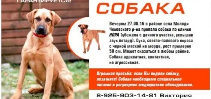 Новокаїн - домашні тварини