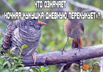 Нічна зозуля денну перекукует »що значить це прислів'я звідки вона з'явилася (перекукует) Нічна зозуля денну перекукует »що значить це прислів'я звідки вона з'явилася