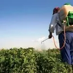 Обробка картоплі проти фітофтори - найкращі засоби (картоплі) Обробка картоплі проти фітофтори - найкращі засоби