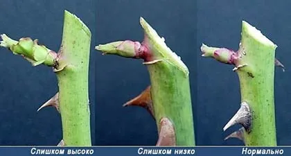Обрізка троянд на зиму (восени) як правильно її виконати