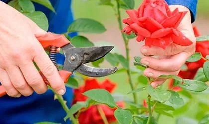 Обрізка троянд на зиму (восени) як правильно її виконати