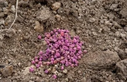 Обробка грунту восени від хвороб і шкідників (восени) Обробка грунту восени від хвороб і шкідників
