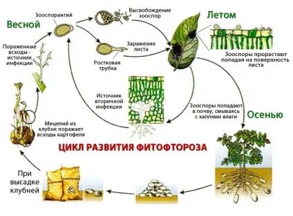 Обробка картоплі проти фітофтори - найкращі засоби (кошти) Обробка картоплі проти фітофтори - найкращі засоби