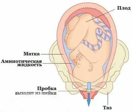 Чи обов'язково повинна відійти пробка перед пологами, перед пологами (пробка) Чи обов'язково повинна відійти пробка перед пологами, перед пологами
