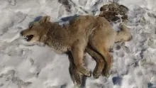Про що писала газета «ді Вох» в квітні 2016 року біля мене була собака, я її любив ... - биробиджан - (тільки) Про що писала газета «ді Вох» в квітні 2016 року біля мене була собака, я її любив ... - биробиджан -