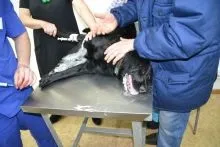 Про що писала газета «ді Вох» в квітні 2016 року біля мене була собака, я її любив ... - биробиджан - (собак) Про що писала газета «ді Вох» в квітні 2016 року біля мене була собака, я її любив ... - биробиджан -
