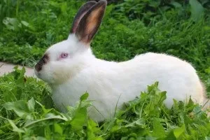 Огляд порід кроликів різних напрямків (кроликів) Огляд порід кроликів різних напрямків