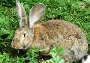 Огляд порід кроликів різних напрямків (порід) Огляд порід кроликів різних напрямків