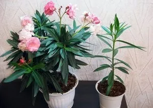 Олеандр опис квітки, види і фото, поради з догляду та вирощування в домашніх умовах (квітки) Олеандр опис квітки, види і фото, поради з догляду та вирощування в домашніх умовах