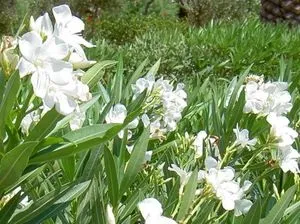 Олеандр опис квітки, види і фото, поради з догляду та вирощування в домашніх умовах (опис) Олеандр опис квітки, види і фото, поради з догляду та вирощування в домашніх умовах