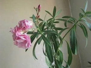 Олеандр опис квітки, види і фото, поради з догляду та вирощування в домашніх умовах (квітки) Олеандр опис квітки, види і фото, поради з догляду та вирощування в домашніх умовах