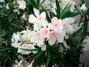 Олеандр опис квітки, види і фото, поради з догляду та вирощування в домашніх умовах (види) Олеандр опис квітки, види і фото, поради з догляду та вирощування в домашніх умовах