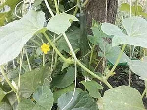 Огірки довгі китайські плюси і мінуси у саду чи, в моєму городі (китайський) Огірки довгі китайські плюси і мінуси у саду чи, в моєму городі