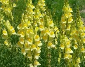 Однорічні квіти для клумби як правильно вибрати і виростити (Агератум мексиканський брахікома) Однорічні квіти для клумби як правильно вибрати і виростити