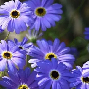 Однорічні квіти для клумби як правильно вибрати і виростити (однорічні квіти для клумби) Однорічні квіти для клумби як правильно вибрати і виростити
