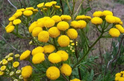 Очищення організму протипаразитарними засобами (засобами) Очищення організму протипаразитарними засобами