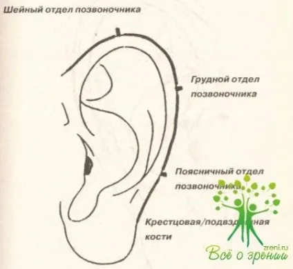 Про що говорять вухо, віскі, почерк, плечі, лоб, щоки, зуби, язик (залоз) Про що говорять вухо, віскі, почерк, плечі, лоб, щоки, зуби, язик