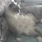 Пухлина у кота на шиї, внизу живота на животі, щоці, спині, боці, за вухом, в роті як лікувати в вусі (лікувати) Пухлина у кота на шиї, внизу живота на животі, щоці, спині, боці, за вухом, в роті як лікувати в вусі