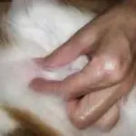Пухлина у кота на шиї, внизу живота на животі, щоці, спині, боці, за вухом, в роті як лікувати в вусі (пухлина) Пухлина у кота на шиї, внизу живота на животі, щоці, спині, боці, за вухом, в роті як лікувати в вусі