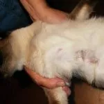 Пухлина у кота на шиї, внизу живота на животі, щоці, спині, боці, за вухом, в роті як лікувати в вусі (пухлина) Пухлина у кота на шиї, внизу живота на животі, щоці, спині, боці, за вухом, в роті як лікувати в вусі