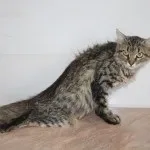 Пухлина у кота на шиї, внизу живота на животі, щоці, спині, боці, за вухом, в роті як лікувати в вусі (пухлина) Пухлина у кота на шиї, внизу живота на животі, щоці, спині, боці, за вухом, в роті як лікувати в вусі