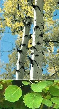 Осика лікувальні властивості, фото, застосування, лікування (лікування) Осика лікувальні властивості, фото, застосування, лікування