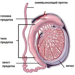 Орхит симптоми і лікування запалення яєчка в домашніх умовах (яєчка) Орхит симптоми і лікування запалення яєчка в домашніх умовах