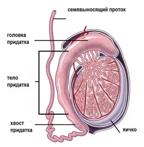 Орхит хронічна стадія, лікування (орхіт епідидиміт хронічна стадія лікування) Орхит хронічна стадія, лікування