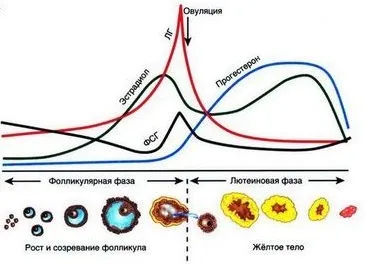 Олігоменорея первинна та вторинна, причини, симптоми і лікування, народні засоби