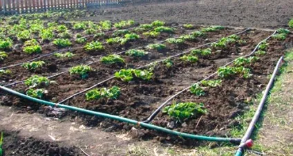 Організація поливу на дачі своїми руками (дачі) Організація поливу на дачі своїми руками