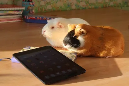 Досвід використання apple ipad mini