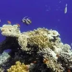 Основи підводної зйомки, прості фокуси (зйомки) Основи підводної зйомки, прості фокуси