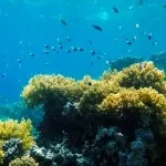 Основи підводної зйомки, прості фокуси (зйомки) Основи підводної зйомки, прості фокуси