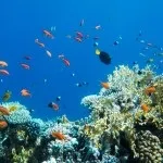 Основи підводної зйомки, прості фокуси (зйомки) Основи підводної зйомки, прості фокуси