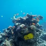 Основи підводної зйомки, прості фокуси (зйомки) Основи підводної зйомки, прості фокуси