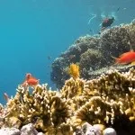 Основи підводної зйомки, прості фокуси (зйомки) Основи підводної зйомки, прості фокуси
