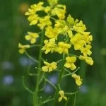 Осот, березка, суріпиця, молочай, чи можна перемогти багаторічні бур'яни