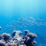 Основи підводної зйомки, прості фокуси (зйомки) Основи підводної зйомки, прості фокуси