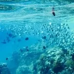 Основи підводної зйомки, прості фокуси (підводного) Основи підводної зйомки, прості фокуси