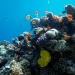Основи підводної зйомки, прості фокуси (зйомки) Основи підводної зйомки, прості фокуси