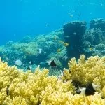 Основи підводної зйомки, прості фокуси (підводного) Основи підводної зйомки, прості фокуси
