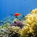 Основи підводної зйомки, прості фокуси (зйомки) Основи підводної зйомки, прості фокуси