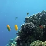 Основи підводної зйомки, прості фокуси (зйомки) Основи підводної зйомки, прості фокуси