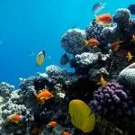 Основи підводної зйомки, прості фокуси (зйомки) Основи підводної зйомки, прості фокуси