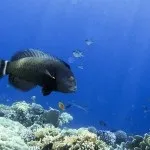 Основи підводної зйомки, прості фокуси (зйомки) Основи підводної зйомки, прості фокуси